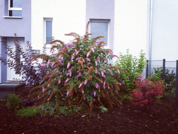 Pflanzen und Blumen verschönern den Garten der WG.