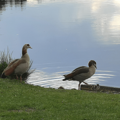 12 von 12 - Mai 2022 Nilgänse und Küken