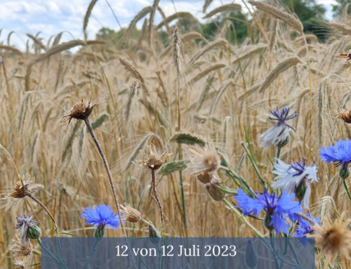 12 von 12 Juli 2023