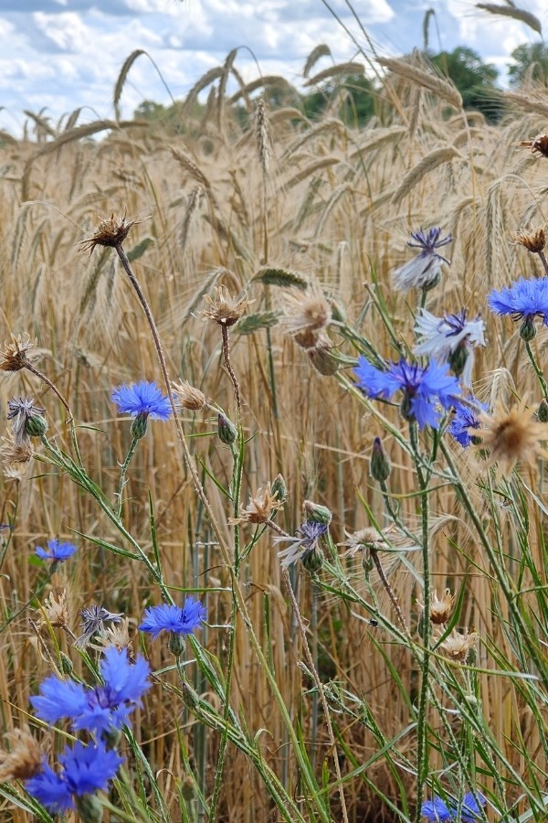 12 von 12 Juli 2023 - Kornblumen am Weizenfeld, für mich der Inbegriff von Sommer