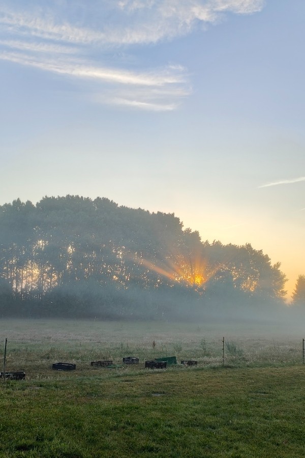 12 von 12 Juli 2023 - Sonnenaufgang in der Uckermark