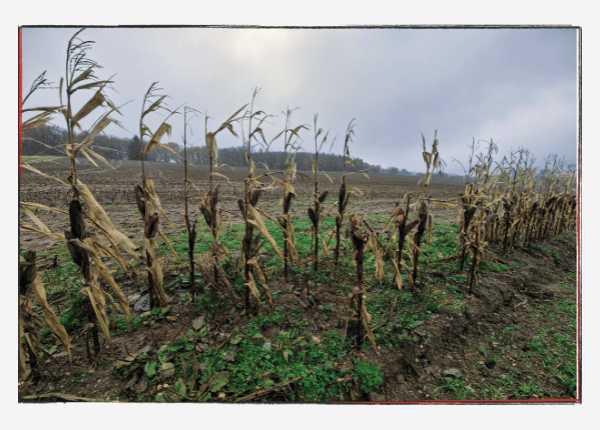 November 23 - Herbstbild mit Resten vom Maisfeld