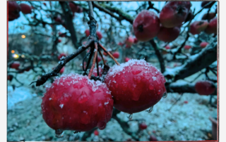 Achtsamkeit am Achten - rote Äpfel im Schnee