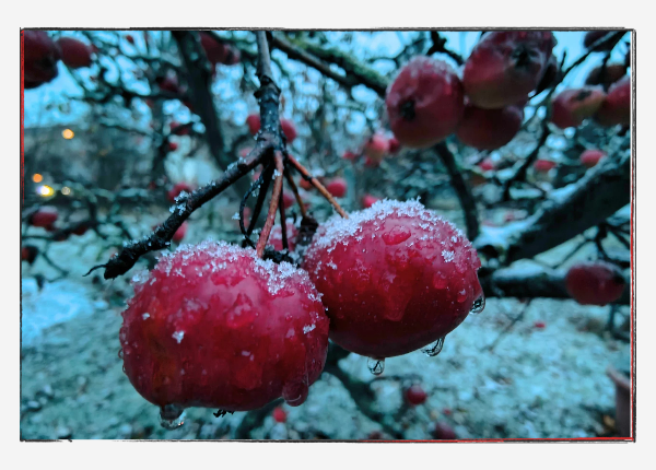 Achtsamkeit am Achten - rote Äpfel im Schnee