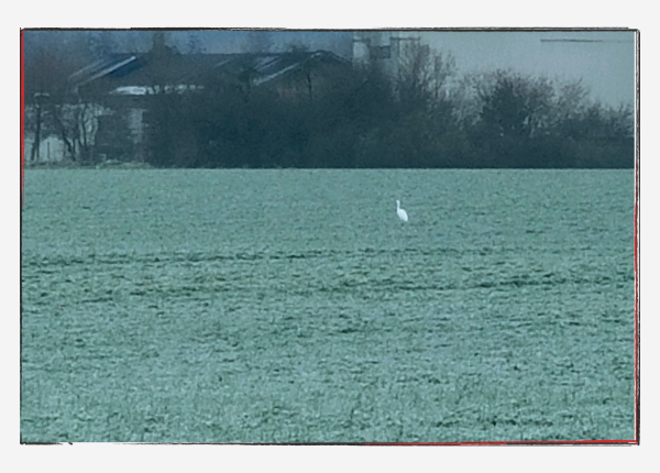 Achtsamkeit am Achten - weißer Reiher auf Wiese voller Raureif