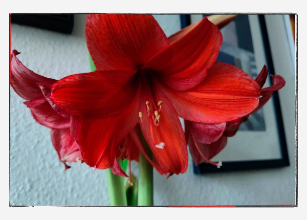 12 von 12 Januar 24: Amaryllis Blüte