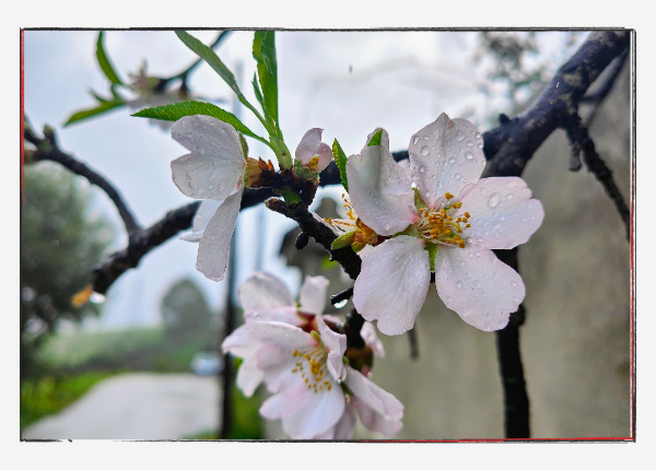 12 von 12 - Februar 2024: Mandelbaum-Blüten
