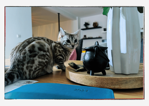 Monatsrückblick Januar 2024 - Katze auf dem Tisch.