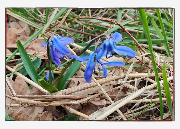 12 von 12 - März 2024: sibirischer Blaustern