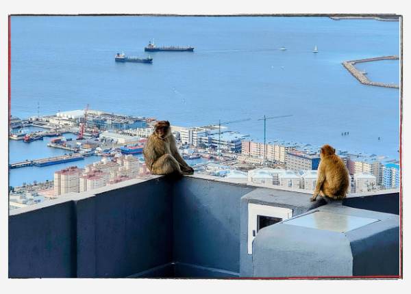 Monatsrückblick Februar 24 - Berberaffen auf Gibraltar