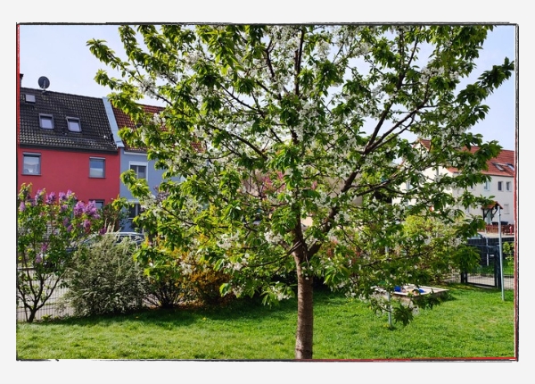 Achtsamkeit am Achten - April 2024: Apfelbaum und Fliederbusch im Garten der WG
