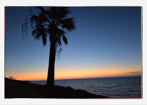 reflactandlearn KW 16: Sonnenaufgang am Meer mit Palme
