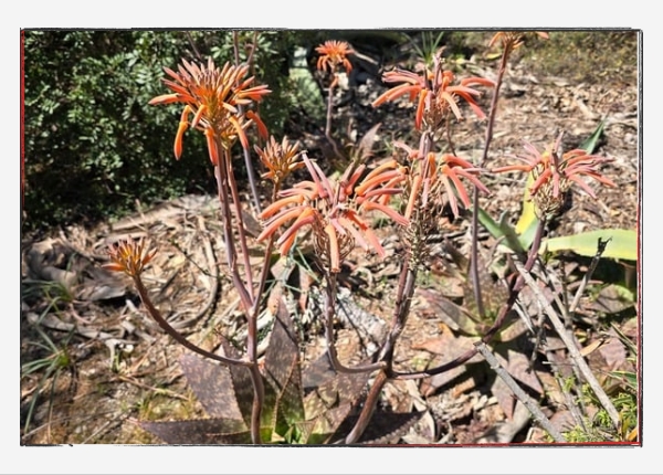 reflectandlearn KW 17: Aloe maculata, eine Art der Aloen