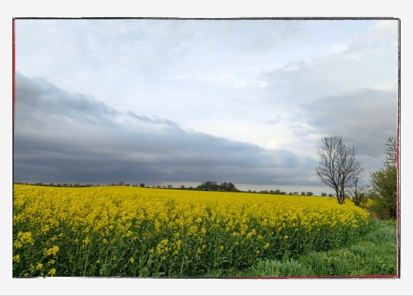 Monatsrückblick April 2024: blühendes Rapsfeld