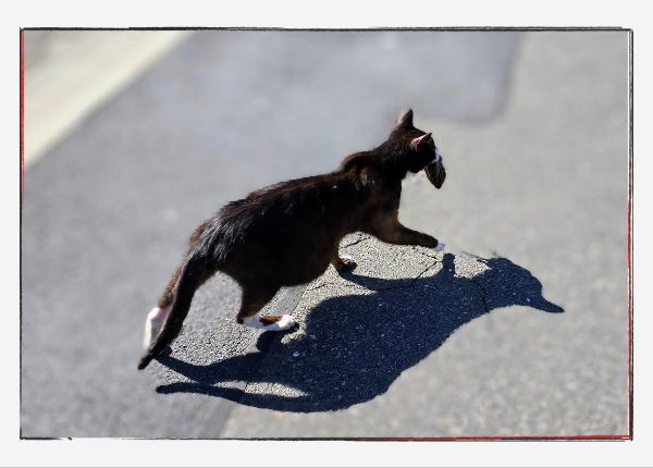 Monatsrückblick Juni 2024: Katze mit Ratte im Maul.