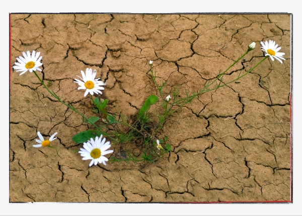 Gänseblümchen wachsen in trockener, rissiger Erde. https://www.sylvia-tornau.de/gaensebluemchen-und-hoffnung/