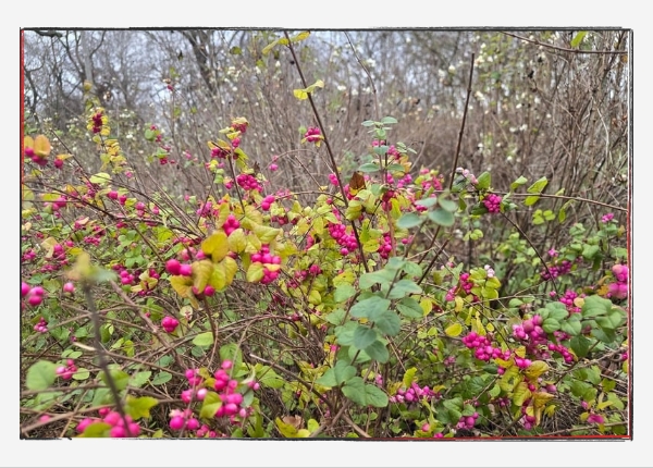 12 von 12 - Dezember 2024: Korallenbeere, eine Art der Schneebeeren.