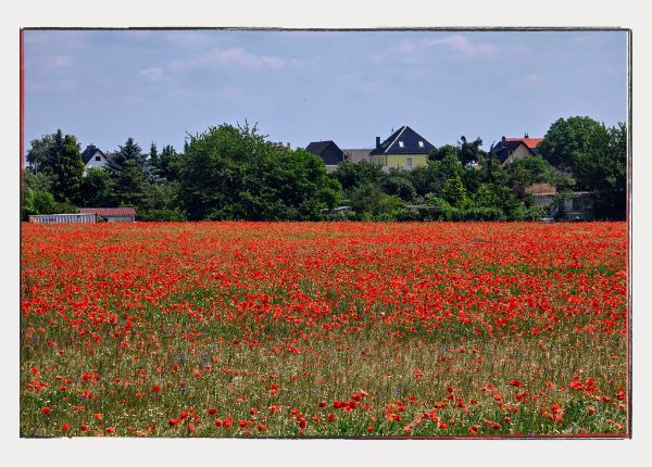 Mohnblumenfeld