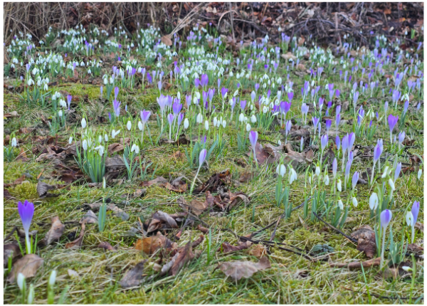 Monatsrückblick Januar und Februar 2026: Frühblüher - Schneeglöckchen und Krokusse