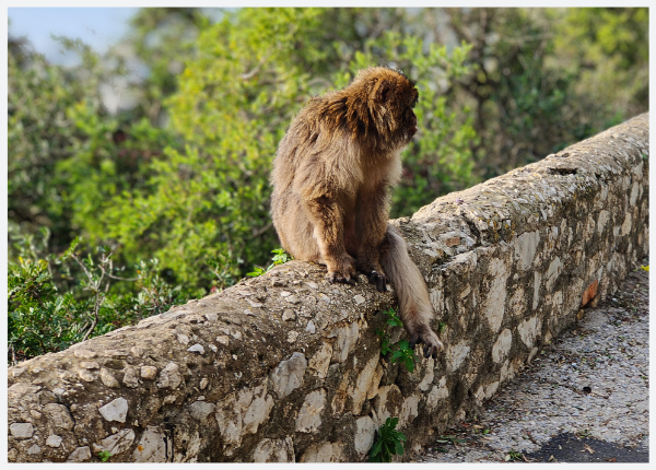 Affe sitzt ruhig auf einer Steinmauer und blickt zur Seite in eine grüne Landschaft, wirkt aufmerksam und zurückgezogen